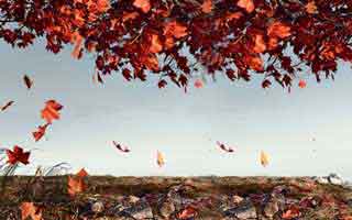 7种家常食物补气血 吃出好气色