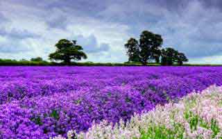 气血不足，易身体弱、老得快