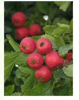 男人保护肝脏一定要吃它