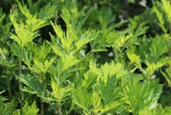 艾草有多牛？可以有多种功效