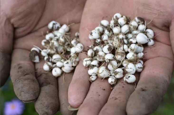 秋梨膏的功效与作用 野生川贝