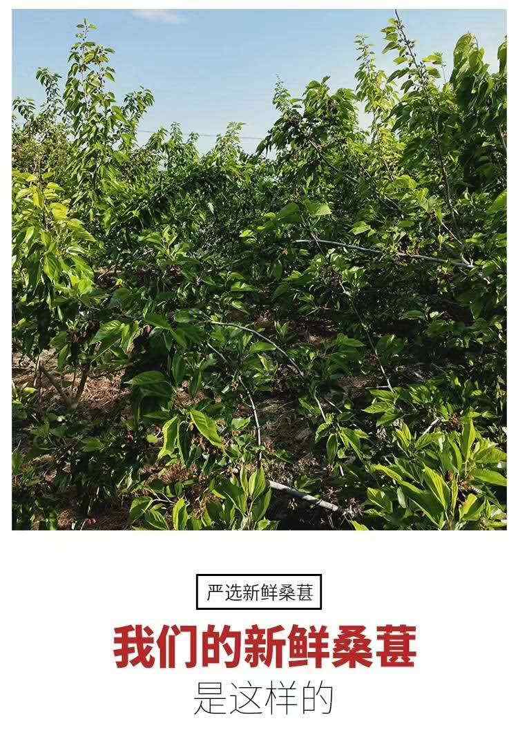 鹤小厨桑椹膏供应日期调整
