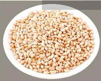 小麦.jpg 小麦.jpg