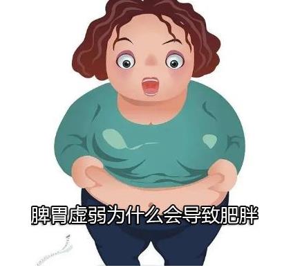 脾胃虚弱为什么会导致肥胖.jpg