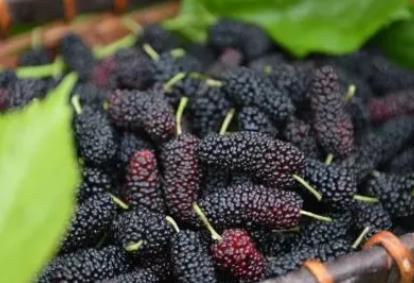 适合胃阴虚调理的药材