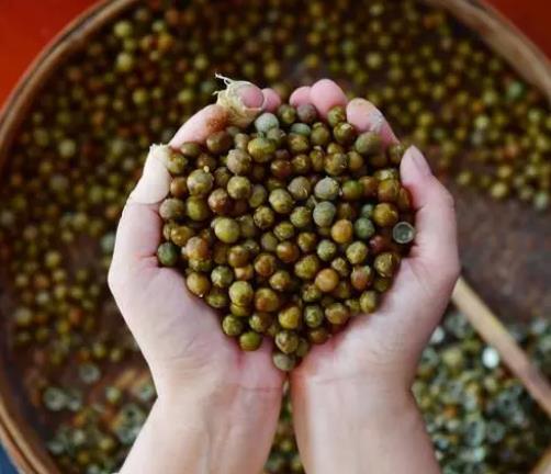 芡实，不愧是“水中人参”