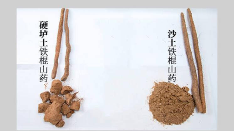 如何分辨真假温县垆土铁棍山药2.jpg
