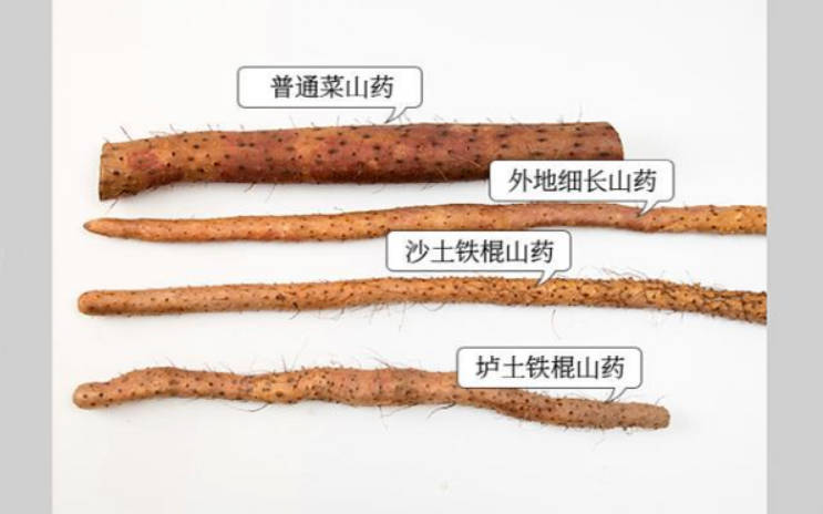 如何分辨真假温县垆土铁棍山药4.jpg