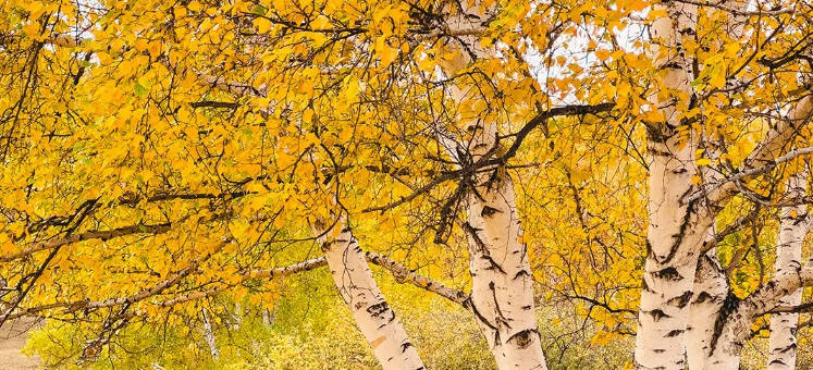 身体这6种表现，可能是脾虚