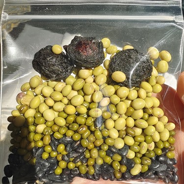 乌梅三豆饮的作用与功效 乌梅三豆饮的作用与功效