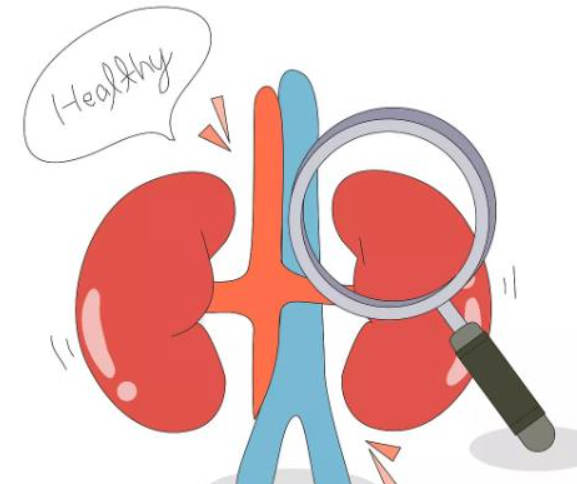 肾气的强弱决定着身体的强弱