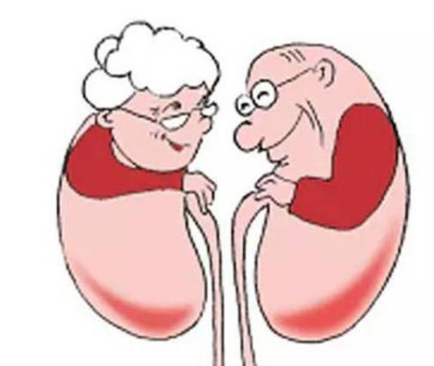 肾不好、如何对症调理