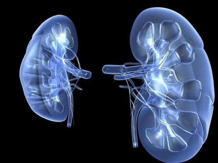 肾虚=肾病，其实两者并不是一回事