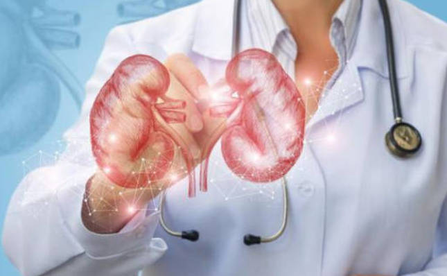 枸杞是否能够养肾呢？