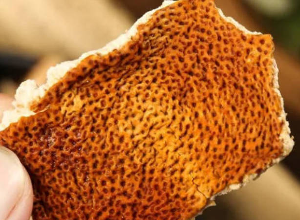 一个中成药，把气和血都补上，让你安然入睡