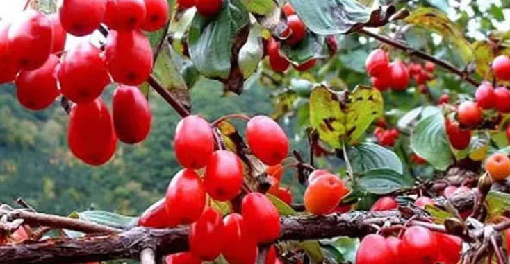 一味寻常的中药把亏虚气血补到位！