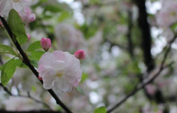 把瘀血化掉，气血就能补进去