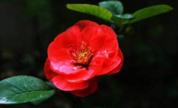 吃素者的几种补气血的食疗法