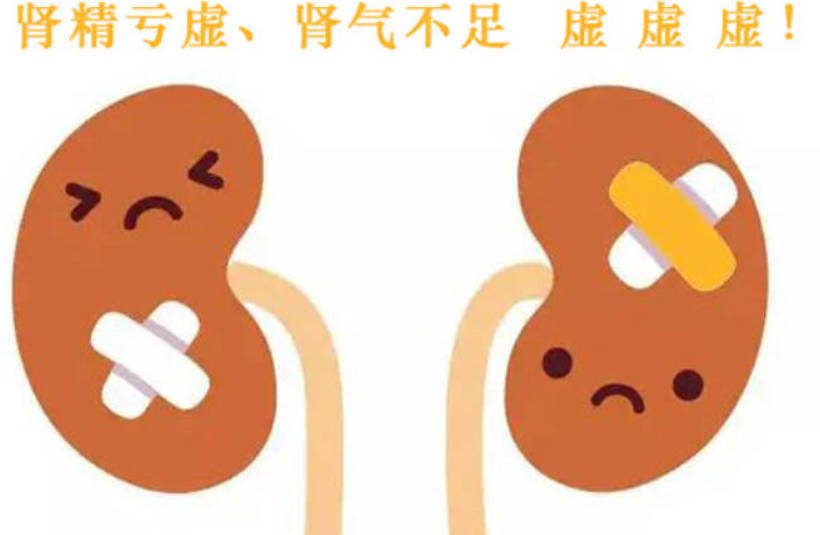 肾精不足、如何补肾精呢