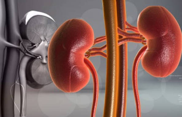 先补肾精还是先补肾气 补肾精肾气的最佳方法