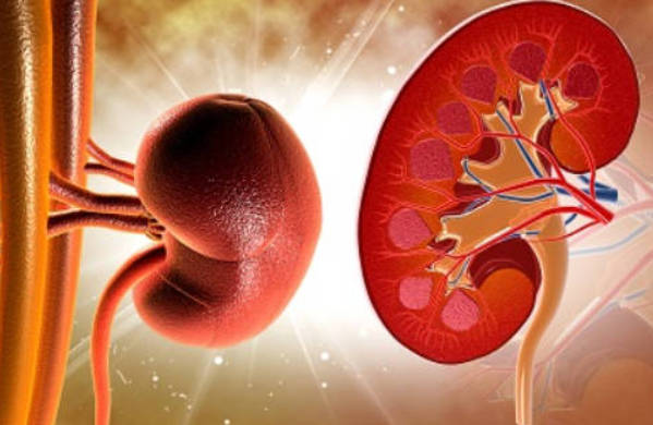 肾虚怎么补最快 三个方法快速补肾