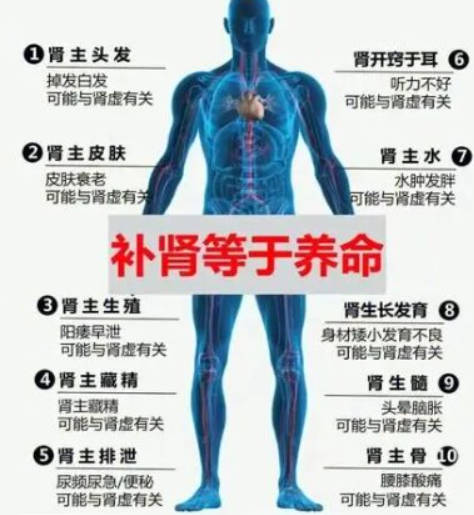 补肾常识有哪些 详解补肾必知的常识