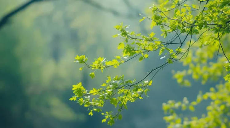 分享3个补气血的食疗方，简单方便，大部分人都适合