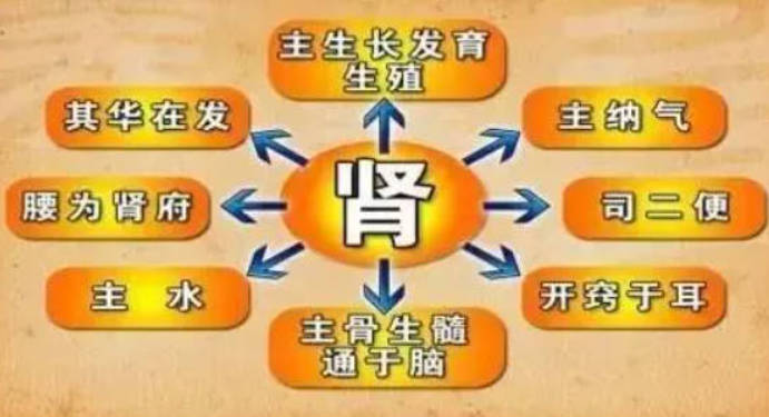 补肾调理的最佳方法