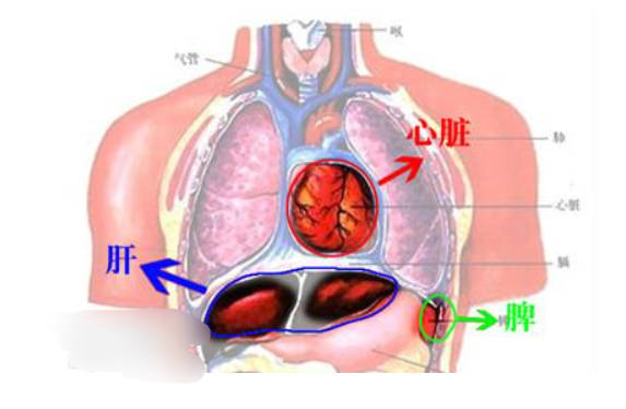 脾脏功能要义 介绍最能补脾养脾的11种食物