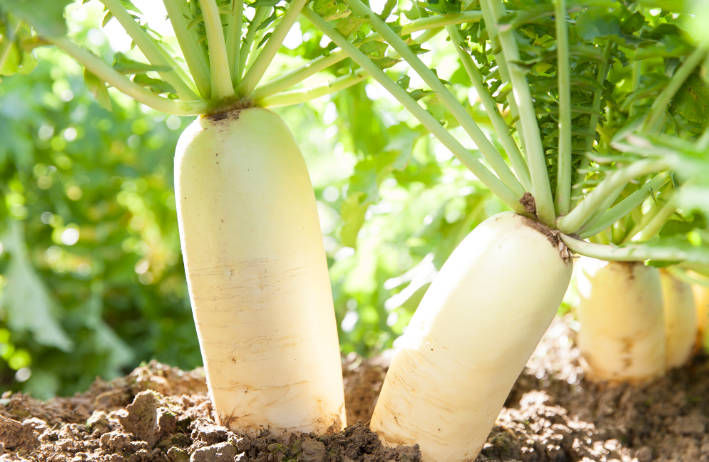 快速降肺火必吃五样