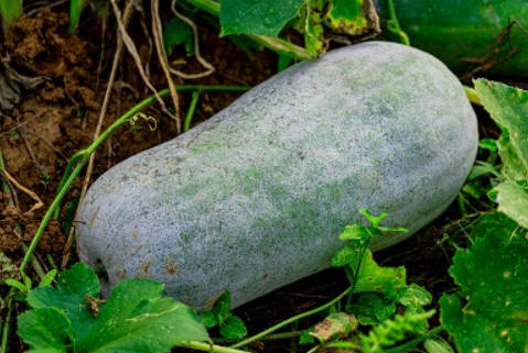 湿气重最怕这3种茶！多喝它们全身轻松