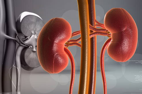 论补肾当分精与气之先后